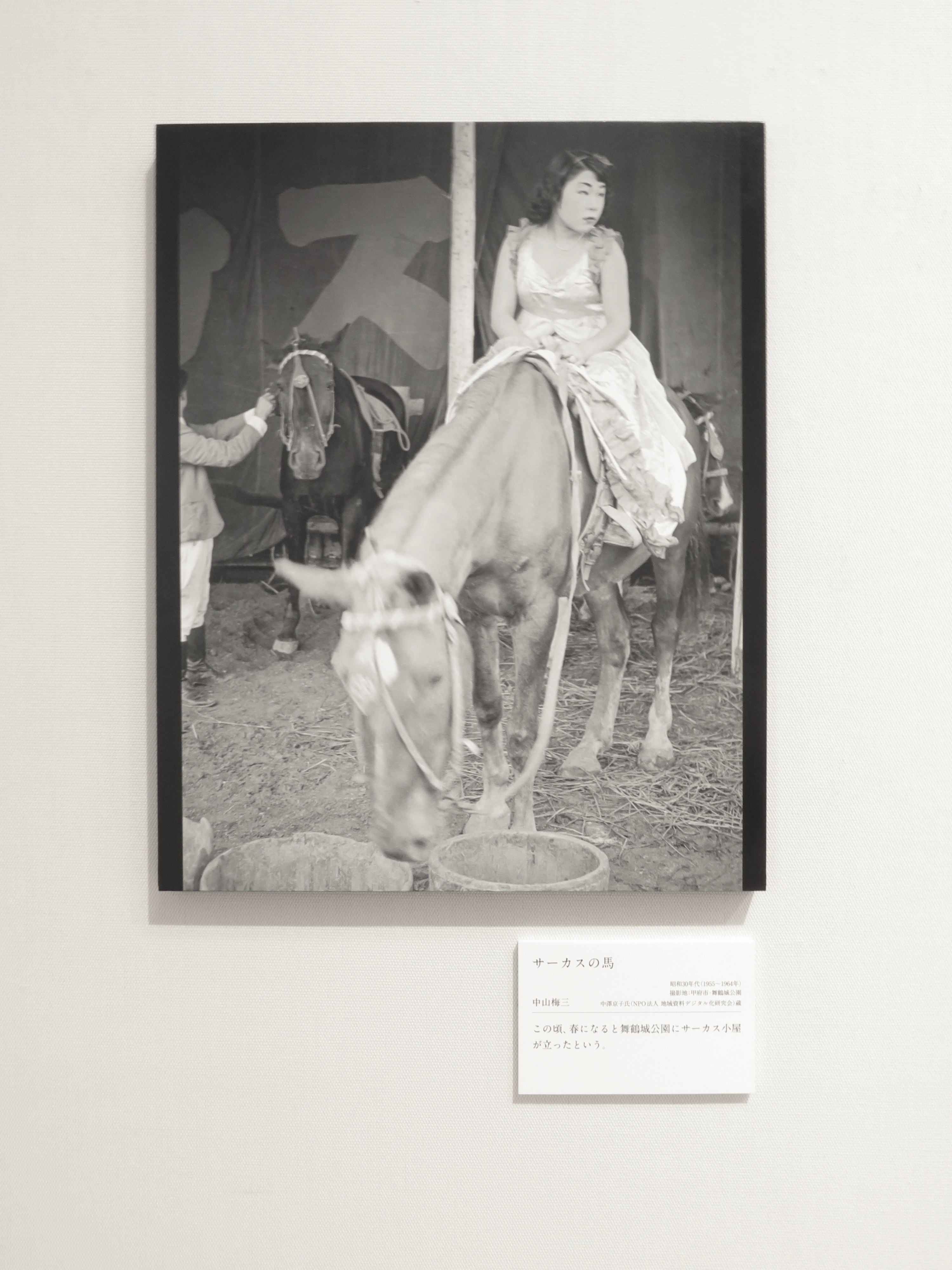サーカスの馬